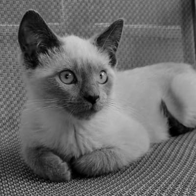 grayscale cat