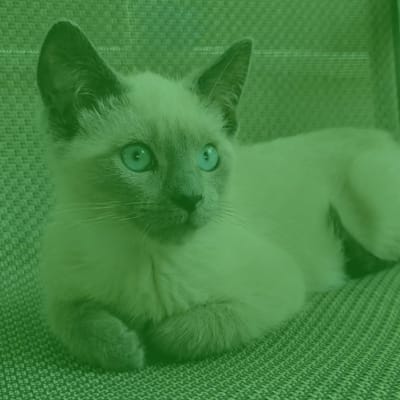 preprocessing images for deep learning: colorized cat